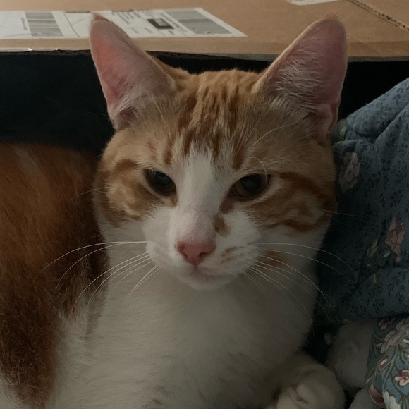 Meet your Posher, Newshaw - Picture 1 of 1